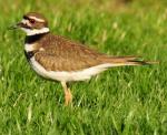 Killdeer - Bird Species | Frinvelis jishebi | ფრინველის ჯიშები