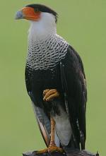 Crested Caracara - Bird Species | Frinvelis jishebi | ფრინველის ჯიშები