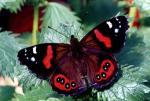 Red Admiral | Butterfly species