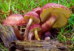 Tricholomopsis rutilans - Fungi Species | sokos jishebi | სოკოს ჯიშები