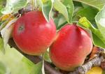 Akane | Apple Species 