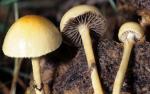 Stropharia semiglobata - fungi species list A Z