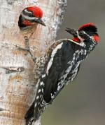 Red-naped Sapsucker - Bird Species | Frinvelis jishebi | ფრინველის ჯიშები