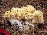 Ramaria rasilispora var. scatesiana - Fungi Species | sokos jishebi | სოკოს ჯიშები