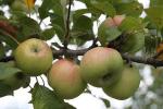 Lady - Apple Varieties list a - z  