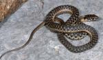Thamnophis couchii - Sierra Gartersnake - Snake Species | Gveli | გველი