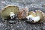 Suillus volcanalis - Fungi Species