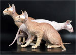 Peterbald | Cat | Cat Breeds
