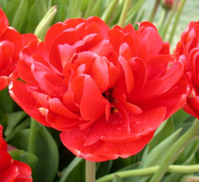 Abba -                                                         Tulip Species | TITA | ტიტა                                                        