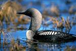 Pacific Loon - Bird Species | Frinvelis jishebi | ფრინველის ჯიშები