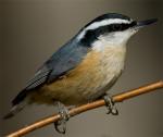 Red-breasted Nuthatch - Bird Species | Frinvelis jishebi | ფრინველის ჯიშები