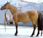 Argentine Criollo Horse | Horse | Horse Breeds