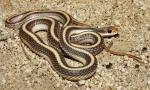 Salvadora hexalepis virgultea - Coast Patch-nosed Snake | Snake Species
