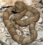 Bogertophis subocularis subocularis  - Trans-Pecos Ratsnake - Snake Species | Gveli | გველი