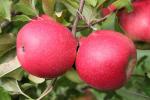 Pink Lady  brand Cripps Pink Variety | Apple Species 