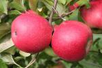 Pink Lady  brand Cripps Pink Variety - Apple Varieties list a - z  