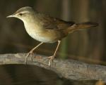 Middendorff's Grasshopper-Warbler - Bird Species | Frinvelis jishebi | ფრინველის ჯიშები