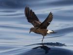 Wedge-rumped Storm-Petrel - Bird Species | Frinvelis jishebi | ფრინველის ჯიშები