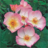 Heavenly Rosalind