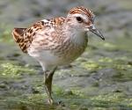 Long-toed Stint - Bird Species | Frinvelis jishebi | ფრინველის ჯიშები