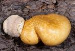 Cryptoporus volvatus - fungi species list A Z