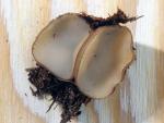 Chaetothiersia vernalis - fungi species list A Z