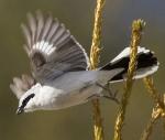 Northern Shrike - Bird Species | Frinvelis jishebi | ფრინველის ჯიშები