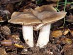 Entoloma nidorosum - Fungi Species | sokos jishebi | სოკოს ჯიშები