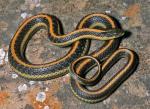 Thamnophis atratus zaxanthus - Diablo Range Gartersnake | Snake Species