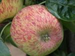 Duchess of Oldenburg - Apple Varieties list a - z  
