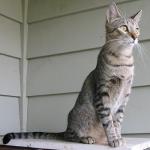 American Keuda | Cat | Cat Breeds