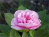  -                                                                                                                 Peonies Varieties | PIONI | პიონი