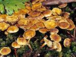 Xeromphalina cauticinalis - Fungi Species | sokos jishebi | სოკოს ჯიშები