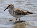 White-rumped Sandpiper - Bird Species | Frinvelis jishebi | ფრინველის ჯიშები