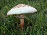 Chlorophyllum molybdites - fungi species list A Z