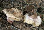 Hygrophorus purpurascens - Fungi Species