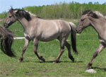 American Sorraia Mustang | Horse | Horse Breeds