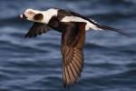 Long-tailed Duck - Bird Species | Frinvelis jishebi | ფრინველის ჯიშები