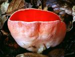 Sarcoscypha coccinea - fungi species list A Z