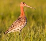 Black-tailed Godwit - Bird Species | Frinvelis jishebi | ფრინველის ჯიშები
