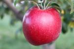 Red Yorking - Apple Varieties list a - z  