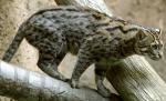 Fishing Cat - wild cats - lynx | ფოცხვერი | focxveri 