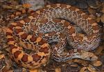 GOPHERSNAKE  Pituophis catenifer | Snake Species