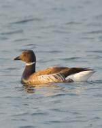 Brant - Bird Species | Frinvelis jishebi | ფრინველის ჯიშები