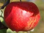 Beacon - Apple Varieties list a - z  