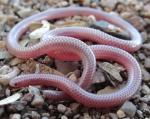  WESTERN THREADSNAKE <br /> Leptotyphlops humilis - Snake Species | Gveli | გველი