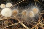 Spinellus fusiger - fungi species list A Z
