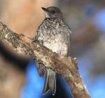 Omao - Bird Species | Frinvelis jishebi | ფრინველის ჯიშები