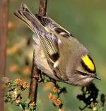 Golden-crowned Kinglet - Bird Species | Frinvelis jishebi | ფრინველის ჯიშები