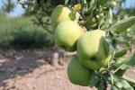 Mutsu - Apple Varieties list a - z  